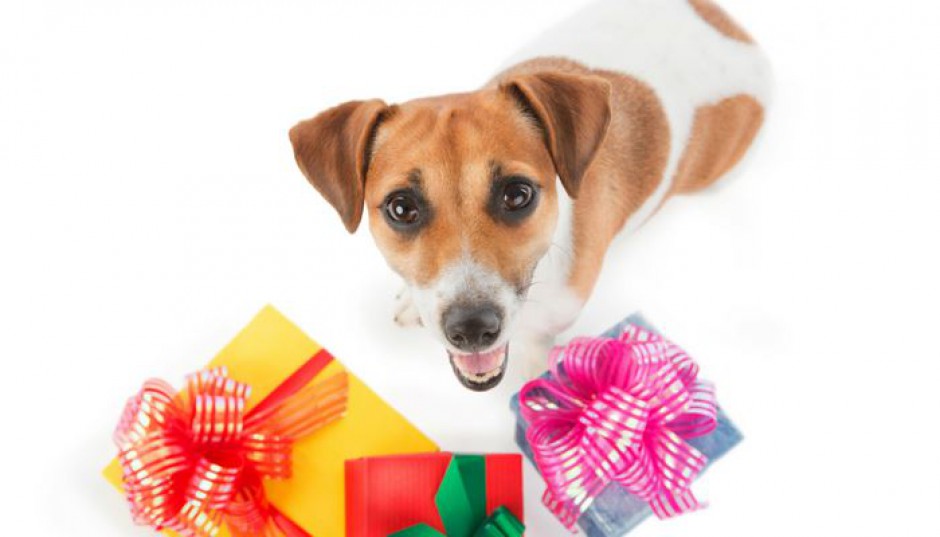 Chcesz zrobić świąteczny prezent zwierzakom? Dołącz do „Paczki dla zwierzaczka”!