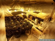 [WIDEO] Nielegalna plantacja w piwnicy. Wyhodował 72 rośliny