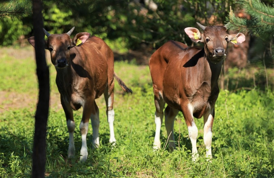 W Lisowie zamieszkały jedne z najrzadziej występujących na świecie.... krów!