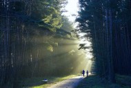 Świętuj dzień lasu… na spacerze z leśnikiem
