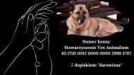 Pomóżmy bezdomnym zwierzętom. W Galerii Echo w Kielcach odbędzie się zbiórka charytatywna