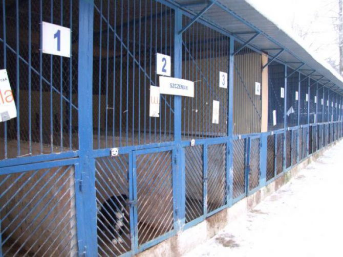 Coraz bliżej przebudowy schroniska dla zwierząt w Dyminach