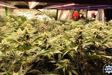 Wielka plantacja konopi w podkrakowskiej miejscowości