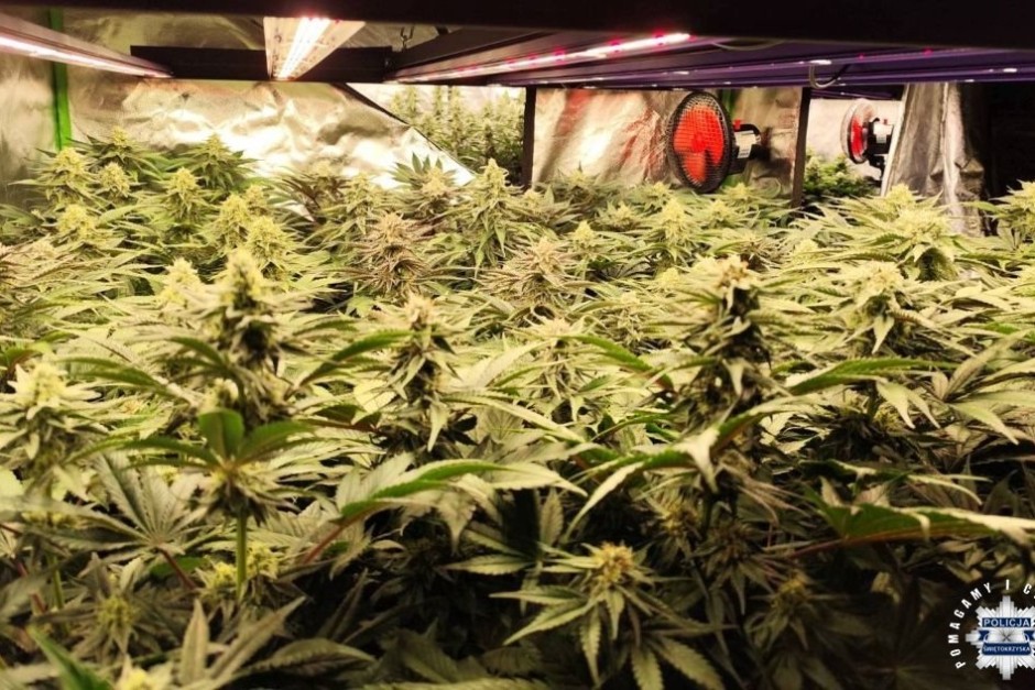 Wielka plantacja konopi w podkrakowskiej miejscowości