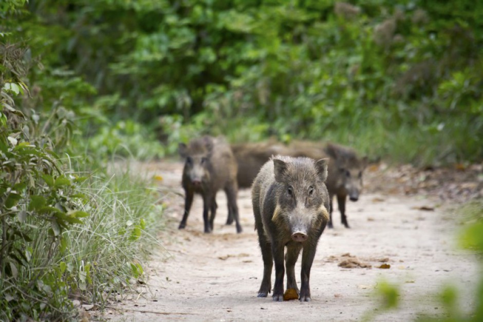 Unia łagodzi obostrzenia afrykańskiego pomoru świń