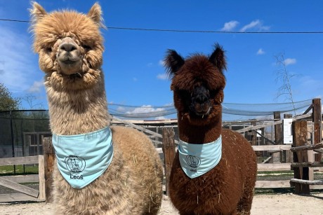 Orszak Trzech Króli w Kielcach. Wezmą w nim udział… dwie alpaki