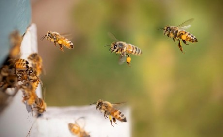 Tegoroczna wiosna nie sprzyja pszczołom