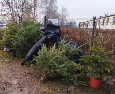 150 choinek dostanie drugie życie od Ogrodu Botanicznego