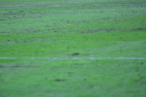 Korona pracuje nad murawą