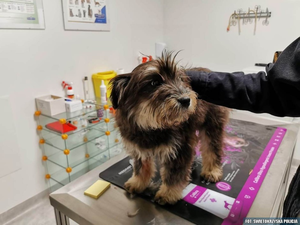 Porzucił psa przy drodze. Tego samego dnia usłyszał zarzuty