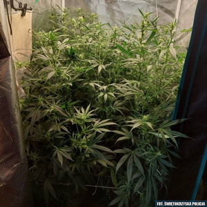 Zorganizował sobie w domu uprawę konopi. Grozi mu więzienie