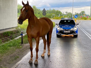 Niecodzienny uciekinier na jezdni. Na przechadzkę wybrał się koń