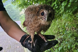Małe sowy w opałach. Pomogli policjanci