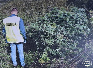 Zlikwidowana domowa plantacja i przejęte narkotyki – efekt pracy policjantów z Sandomierza