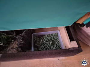 Narkotykowe zarzuty dla 34-latka. Miał nielegalne krzewy i marihuanę