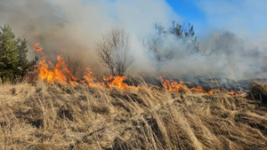 96 interwencji strażaków. Pożary, ranni i nietypowa akcja z owcą
