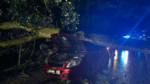 Drzewo przewróciło się na auto. Kobieta w szpitalu