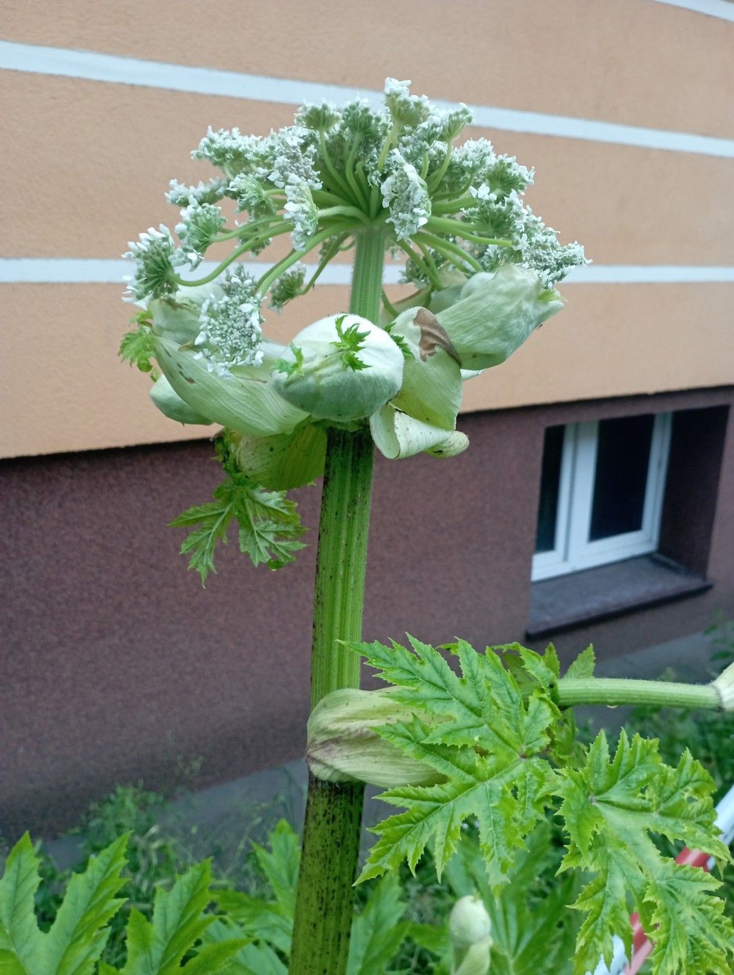 barszcz