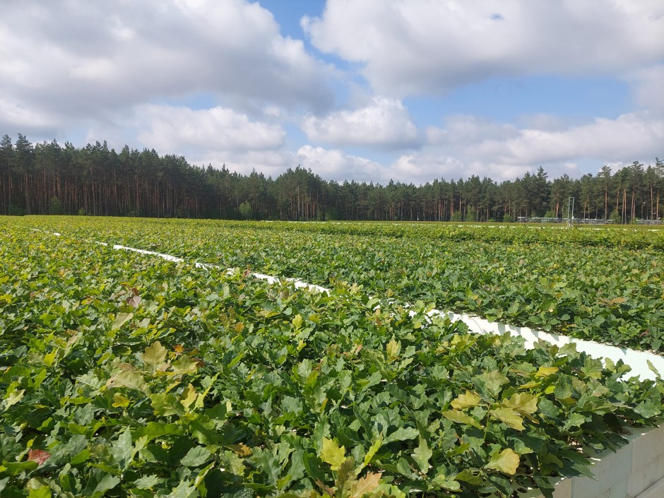 Jak wygląda milion młodych dębów?