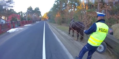 [WIDEO] Kompletnie pijany woźnica… usnął na środku drogi