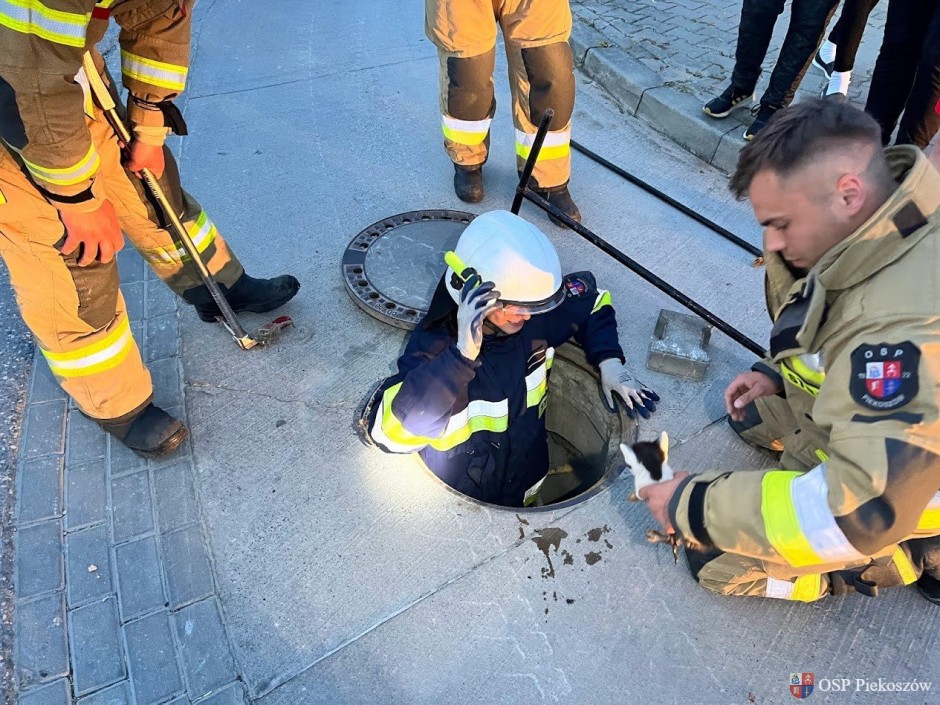 Strażacy z Piekoszowa uratowali małego kotka i znaleźli mu nowy dom