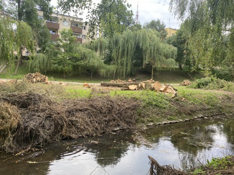 Termin wycinki drzew w Dolinie Silnicy jeszcze nieznany. Trwają prace porządkowe