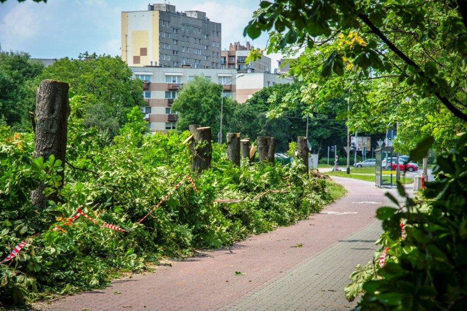 [FOTO] Wycięli 15 drzew pod budowę parkingu podziemnego. MZD wydał oświadczenie