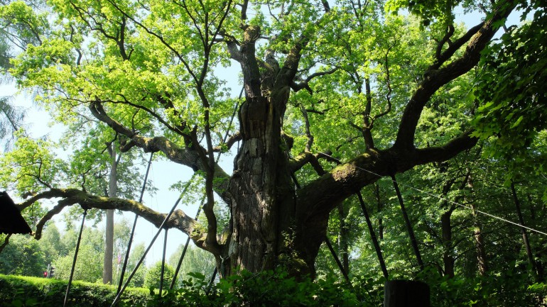 Bogactwa Suchedniowsko-Oblęgorskiego Parku Krajobrazowego. Tetrapod, lilie i nie tylko.