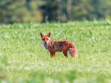 Lisy coraz bliżej człowieka