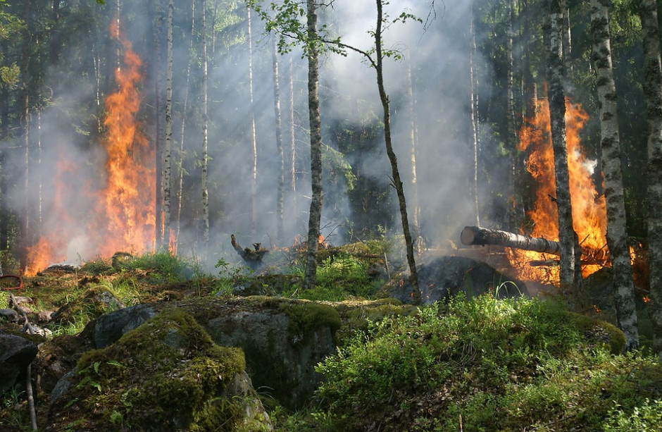 Najwyższy stopień zagrożenia pożarowego w świętokrzyskich lasach