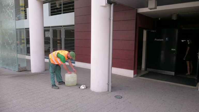 W centrum stanęły miski z wodą dla zwierząt