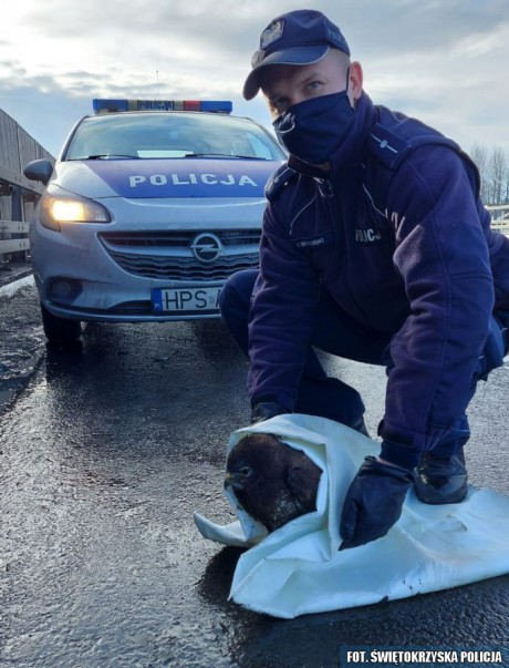 Potrącony myszołów uratowany przez jędrzejowskich policjantów