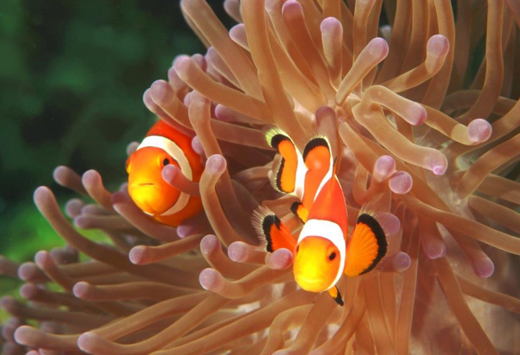 [FOTO] Rafy koralowe z różnych stron świata. Egzotyczna wystawa w Filharmonii
