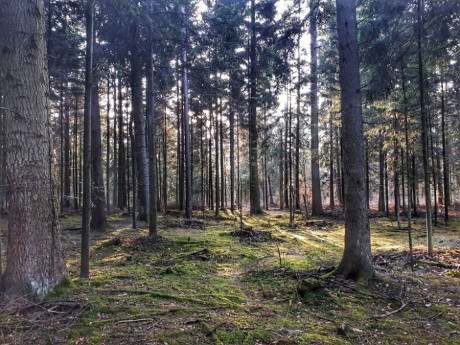 Koronawirus. Do lasu już nie wejdziemy