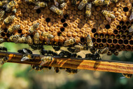 Warsztaty familijne: Pszczoły i ich sekrety