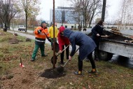 W Kielcach posadzą ponad 700 drzew