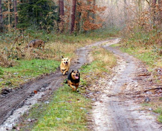 Chcą pomóc bezdomnym zwierzętom