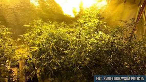 Policjanci zlikwidowali domową plantację konopi