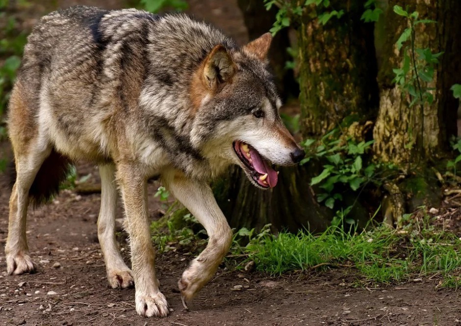 Wilki w Świętokrzyskiem. „Populacja nieznacznie się zwiększa”