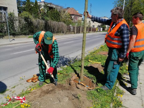 Zieleń Miejska sadzi drzewa w centrum Kielc