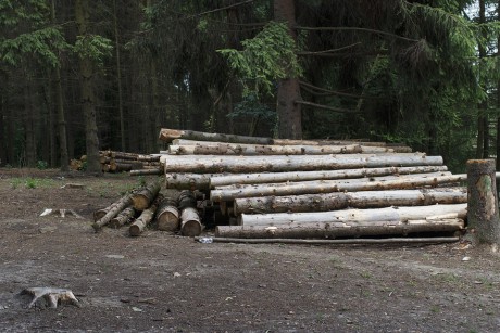 Tragedia w powiecie opatowskim. Prace pilarskie zakończyły się śmiercią