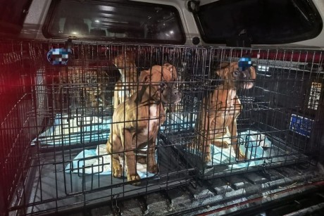 Właściciel nielegalnej hodowli zwierząt z kolejnymi zarzutami