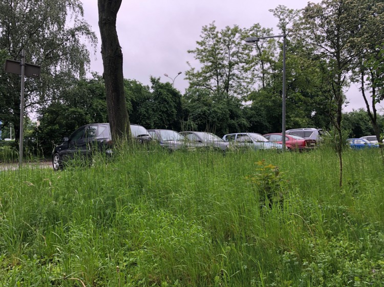 Brakuje pracowników do koszenia trawy w Kielcach
