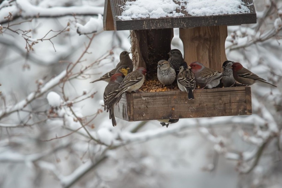 Zimą nie zapominajmy o ptakach