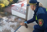 Strażnicy miejscy na ratunek… pustułce