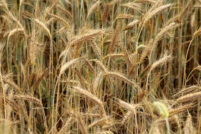 Susza w województwie świętokrzyskim. Będzie pomoc dla rolników