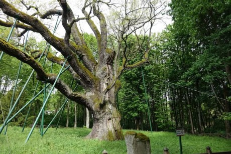 Zrzucił liście i… zasnął. Za „Bartkiem” zabiegi konserwatorskie
