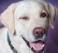 Fascynująca nauka - Jak zwierzęta widzą świat?