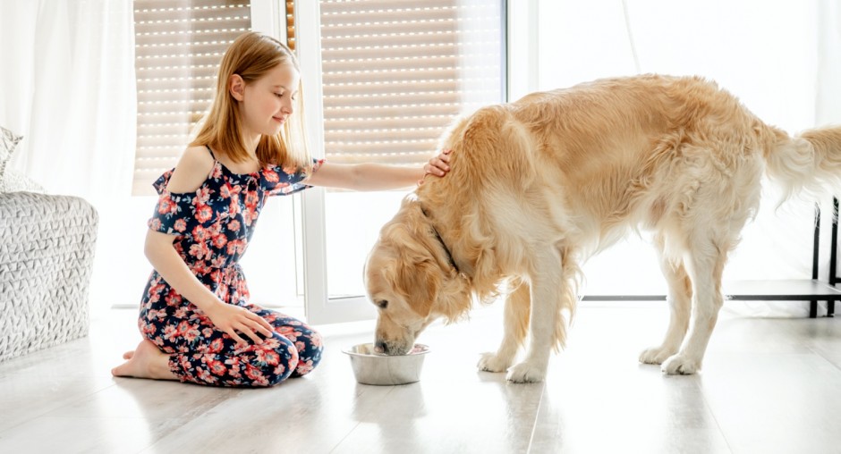 Karma dla psa niejadka - jak pomóc pieskowi z trudnościami żywieniowymi