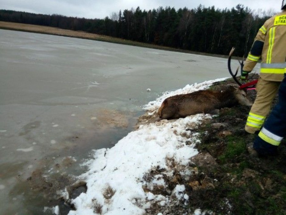 Uwięziony jeleń w stawie. Pomogli strażacy